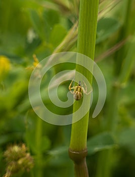 Crabspider with prey on plant stem photo