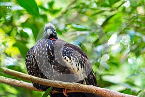 Cracidae-Curassow-guns-bird Hokko, Brazil Foz do Iguazu. With selective focus