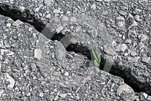 Through a crack in the asphalt breaks and grows a sprout of grass with leaves.