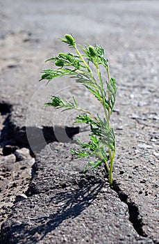 A crack in the asphalt. Grass wormwood growing in a crack on the road. photo