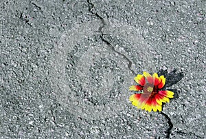 Crack on the asphalt road. A crack in the asphalt and a beautiful flower. Copy spaces.