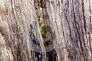 A crack in the bark of an ancient juniper tree through which a green coniferous forest is visible