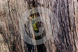 A crack in the bark of an ancient juniper tree through which a green coniferous forest is visible