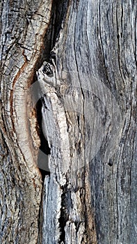 Crack in Oak Tree background texture