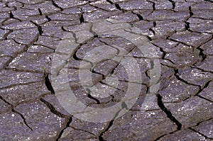 Crack Shapes and Patterns in Lakebed Mud