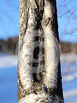 Crack in the trunk of the tree like a vagina