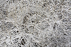 Crack willow branches covered with snow
