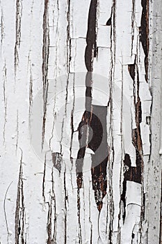 Cracked aged surface white painted wooden texture vertical background