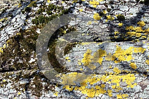 Cracked apple tree bark in sunlight covered with moss