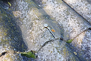 Cracked asbestos sheets old roof. Asbestos Shingles Repair and Removal.