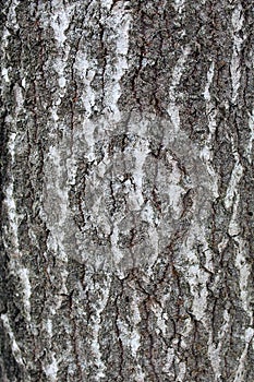 Cracked bark