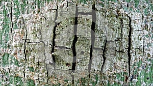 A cracked bark with a clear texture