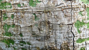 A cracked bark with a clear texture