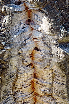 Cracked bark of cork oak tree up close, wood texture