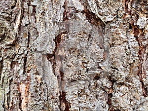 Cracked bark on mature trunk of larch tree