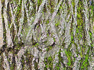 Cracked bark on mature trunk of willow tree