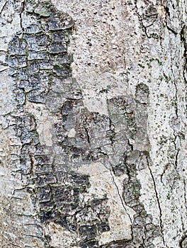 Cracked Bark on Old Birch Tree