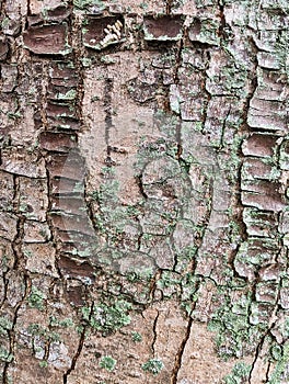 Cracked Bark on Old Birch Tree Background
