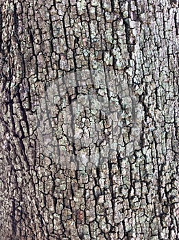 Cracked bark of an old tree