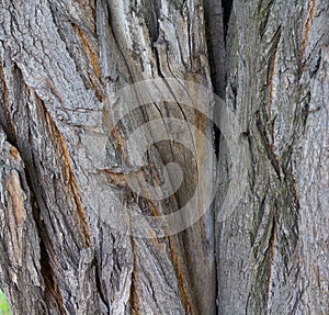 Cracked bark of old tree
