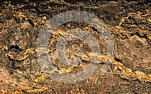 Cracked bark of old tree