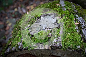 Cracked bark of the old tree overgrown with green moss in autumn forest. Selective focus. Azerbaijan