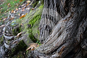 Cracked bark of the old tree overgrown with green moss in autumn forest. Selective focus. Azerbaijan