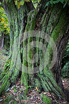 Cracked bark of the old tree overgrown with green moss in autumn forest. Selective focus. Azerbaijan