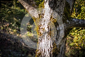 Cracked bark of the old tree overgrown with green moss in autumn forest. Selective focus. Azerbaijan