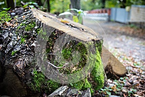 Cracked bark of the old tree overgrown with green moss in autumn forest. Selective focus. Azerbaijan