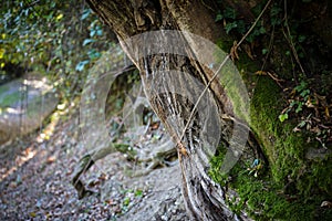 Cracked bark of the old tree overgrown with green moss in autumn forest. Selective focus. Azerbaijan