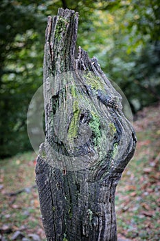 Cracked bark of the old tree overgrown with green moss in autumn forest. Selective focus. Azerbaijan