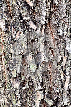 Cracked bark on old trunk of box elder tree
