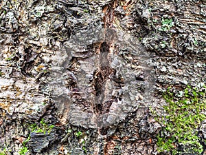 Cracked bark on old trunk of cherry tree close up