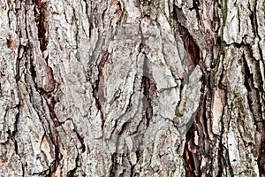 Cracked bark on old trunk of larch tree close up