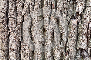 Cracked bark on old trunk of oak tree close up