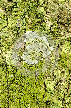 Tree Bark With Algae And Lichen