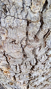 Cracked bark of tree trunk