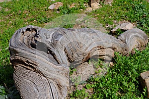 Cracked and bent olive tree root