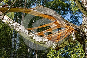 Cracked birch trunk after a gust of wind