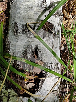 A cracked birch trunk lying on the ground.