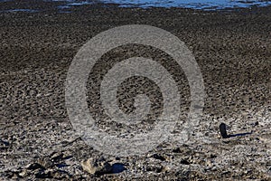 Cracked black surface of fertile soil in severe drought in lean year, background with selective focus