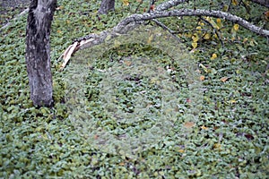 cracked branch of a fruit tree