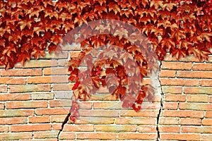 Cracked brick wall with red climbing ivy - image with copy space