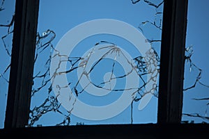 cracked and broken window glass punched by a pistol bullet