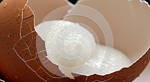 A cracked brown eggshell reveals a white interior