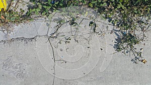 Cracked cement floor wall concrete texture with some green vine grass plant