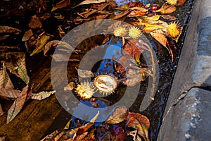 Cracked chestnuts and leaves in a puddle on the road at sunset. Contrasting shadows