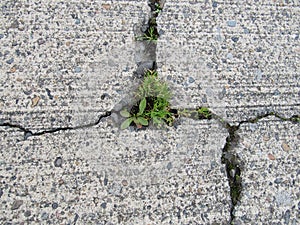 Cracked Concrete, degraded with a weeds growing through