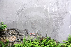 Cracked concrete wall texture background with the green sword fern at the bottom, copy space